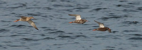 Mustaviklo, Spotted Redshank, Tringa erythropus